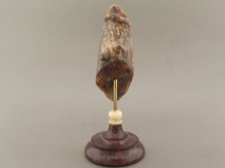 Fossil Walrus Tooth Scrimshaw from Alaska