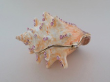 Enamel Box - Bejeweled Conch with Pink Crystals