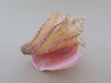 Enamel Box - Bejeweled Conch with Pink Crystals