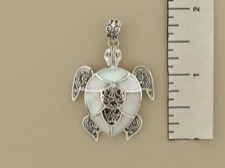 Ornate Turtle