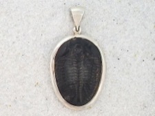 Fossil Trilobite Pendant