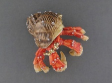 Enamel Box - Hermit Crab with Austrian Crystals