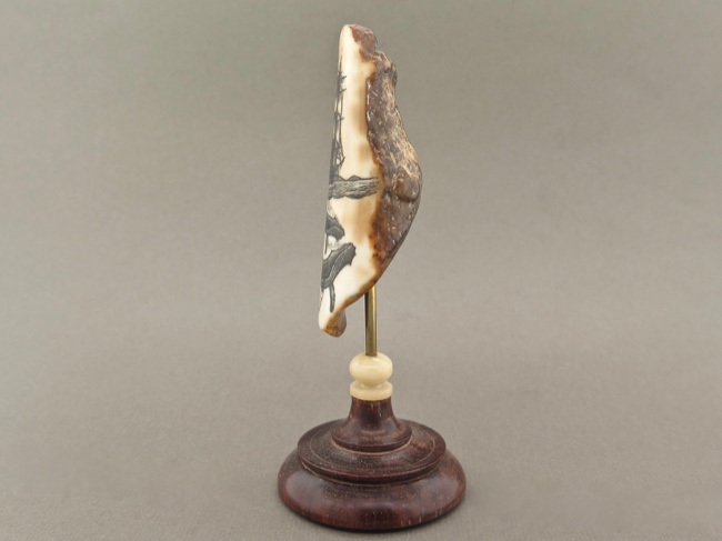 Fossil Walrus Tooth Scrimshaw from Alaska - Click Image to Close