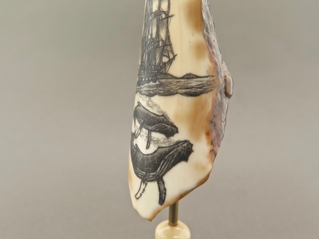 Fossil Walrus Tooth Scrimshaw from Alaska - Click Image to Close